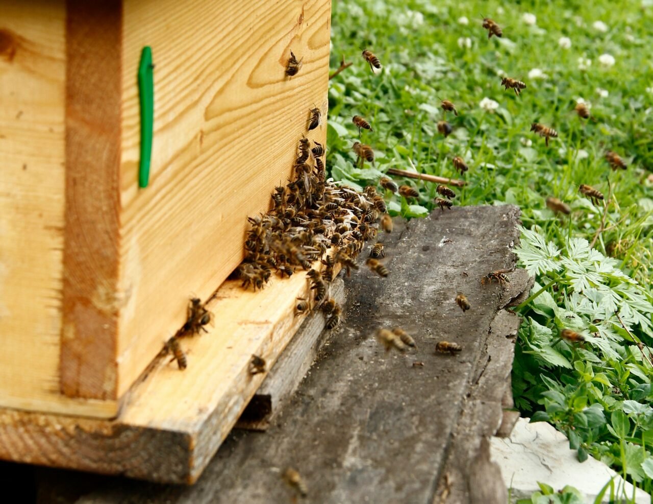 watching bees come and go
