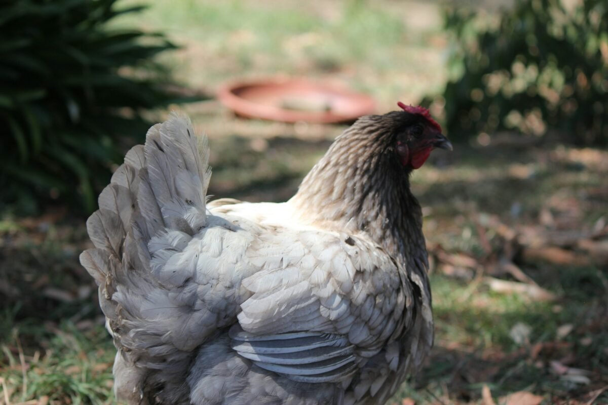 Blue Andalusian hen