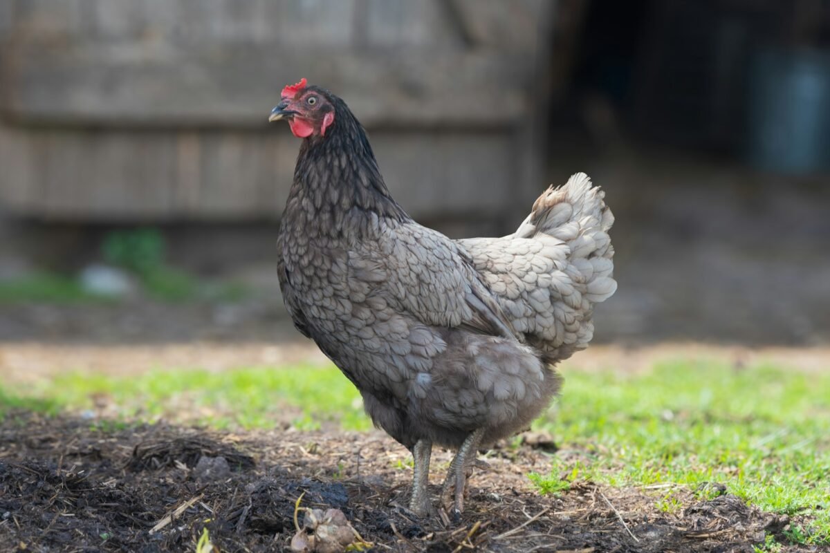 Blue Australorp hen