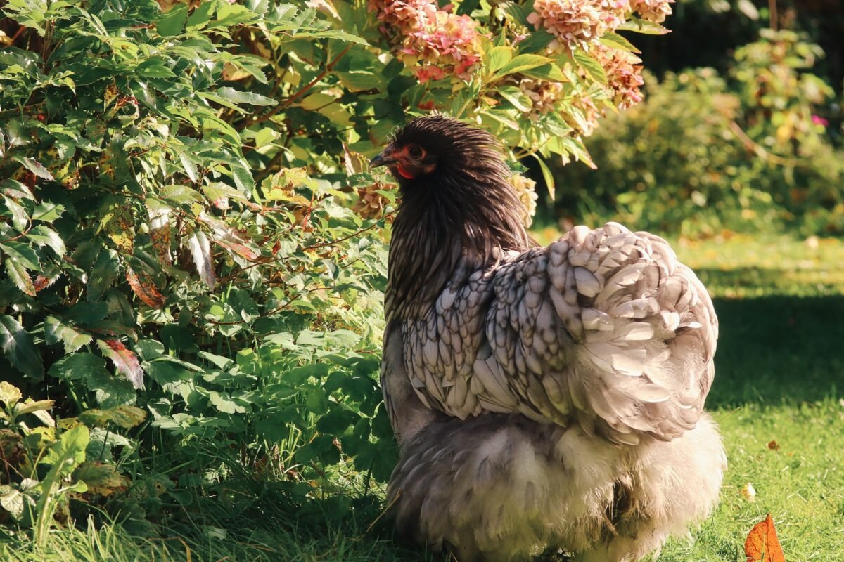 Blue Cochin in garden