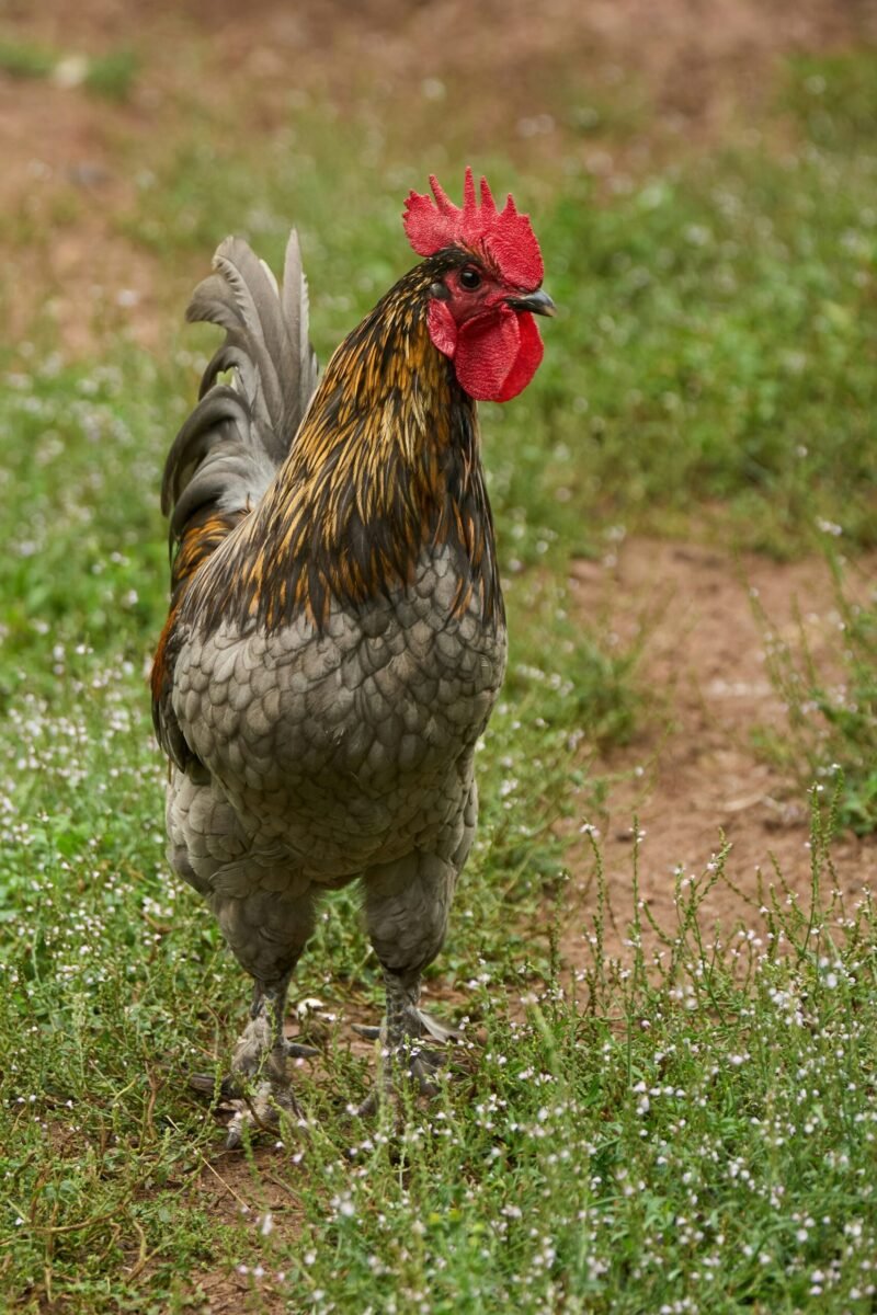 Blue Copper Maran rooster