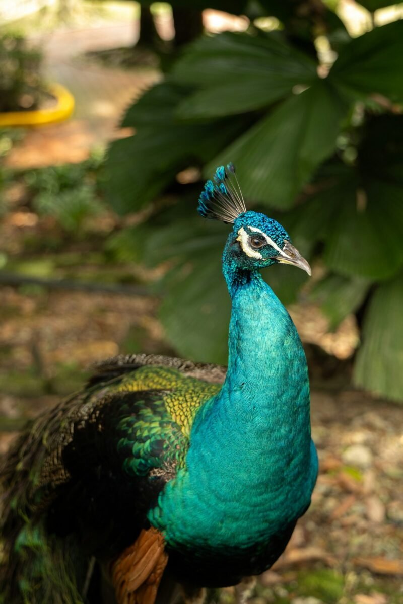 Green Peafowl