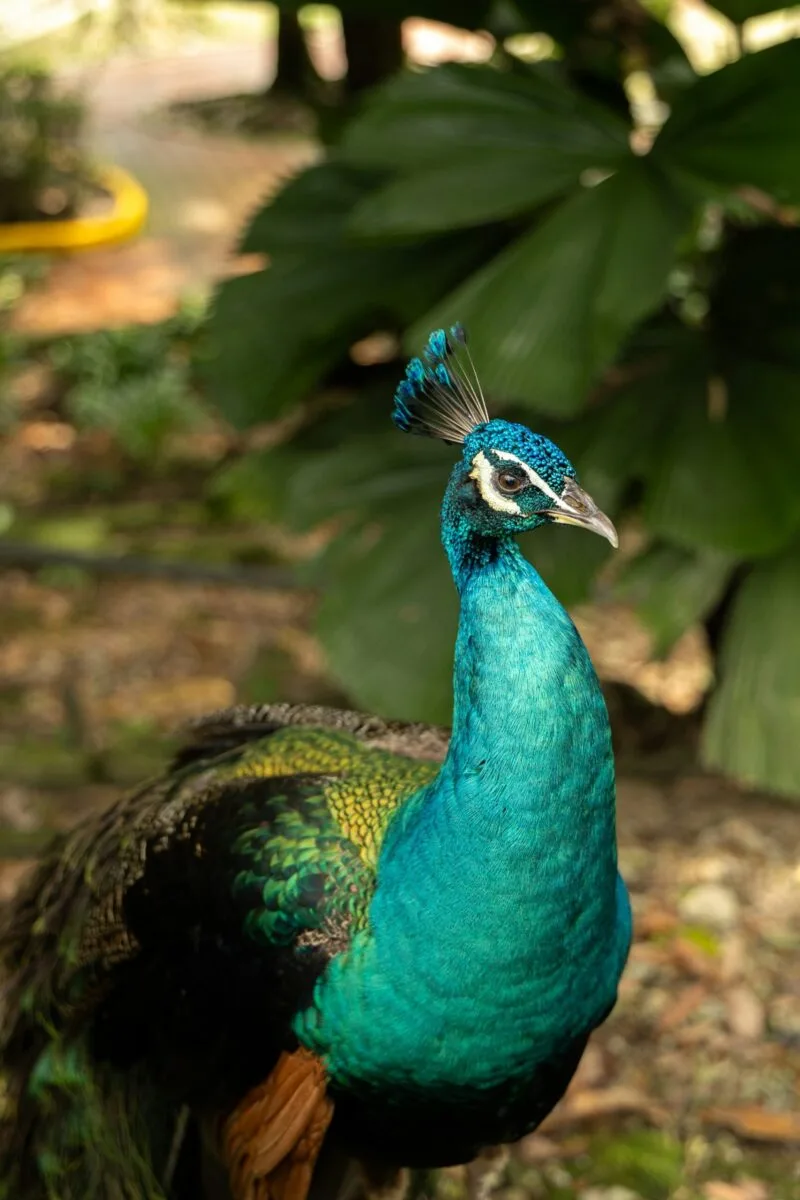 Green Peafowl