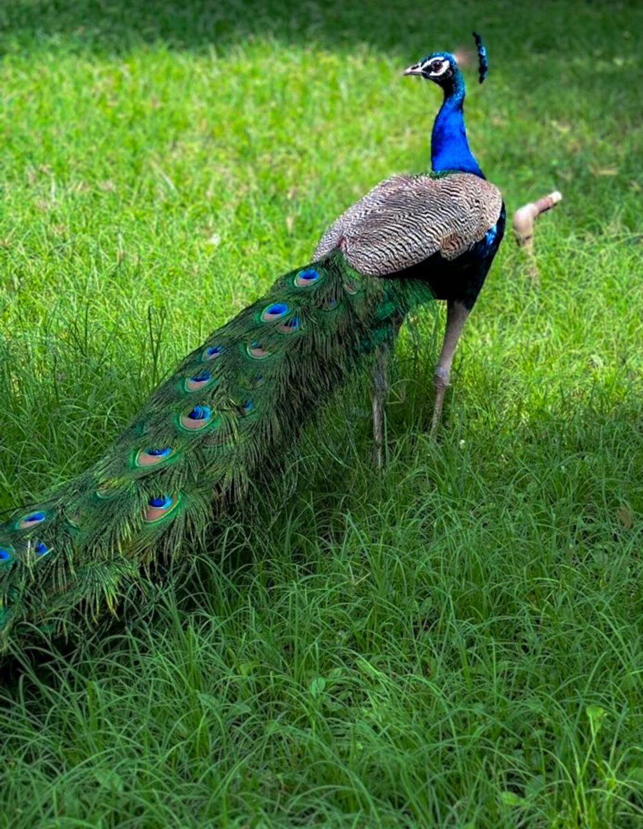 Indian blue peacock