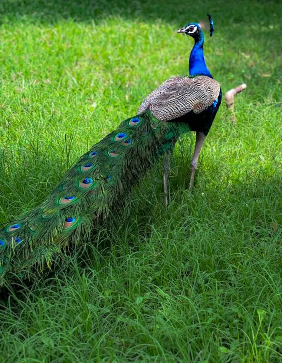 Indian blue peacock
