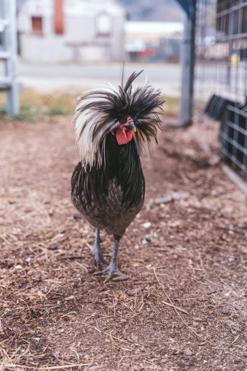 Polish chicken on farm