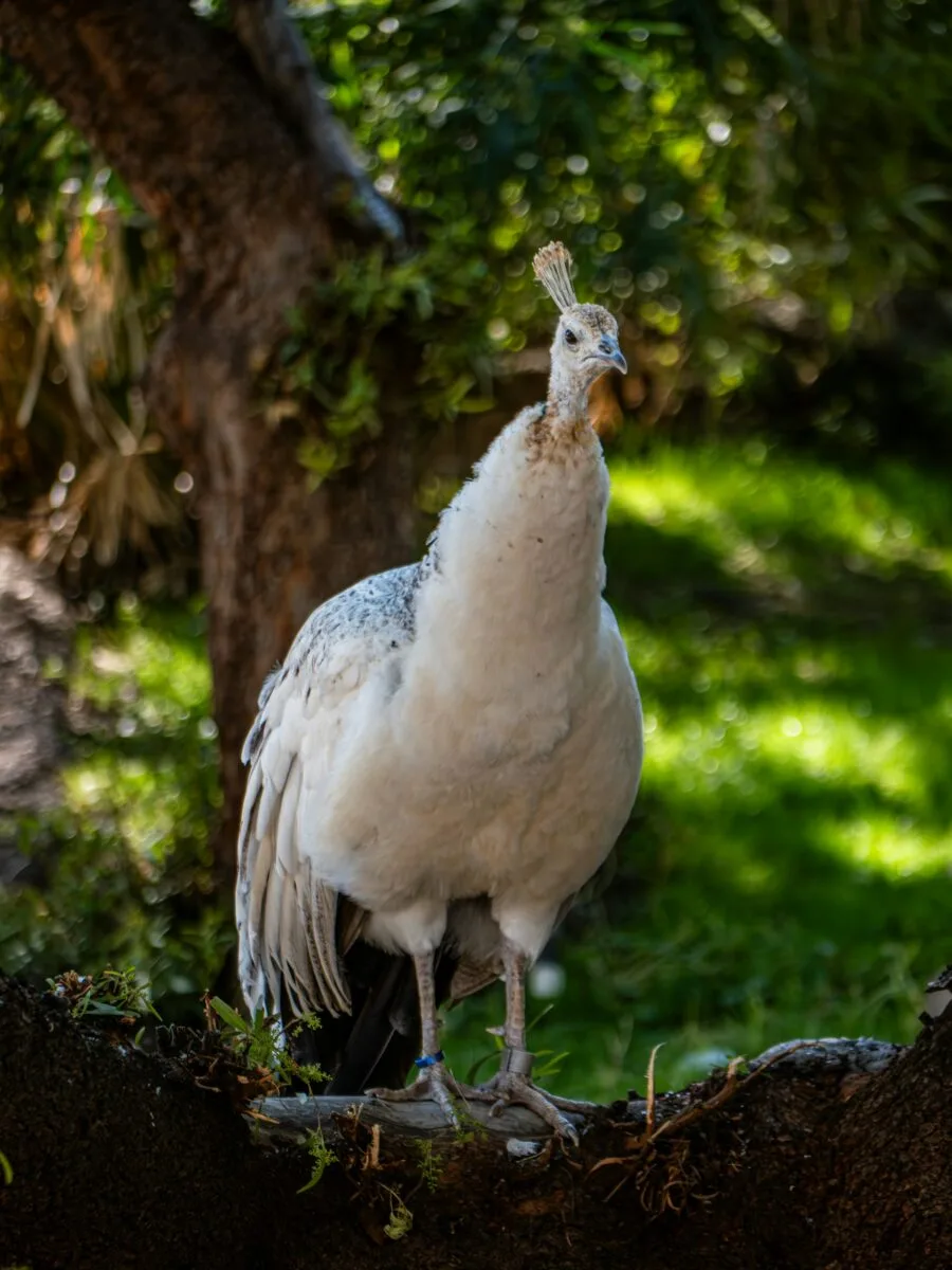 black shoulder peafowl