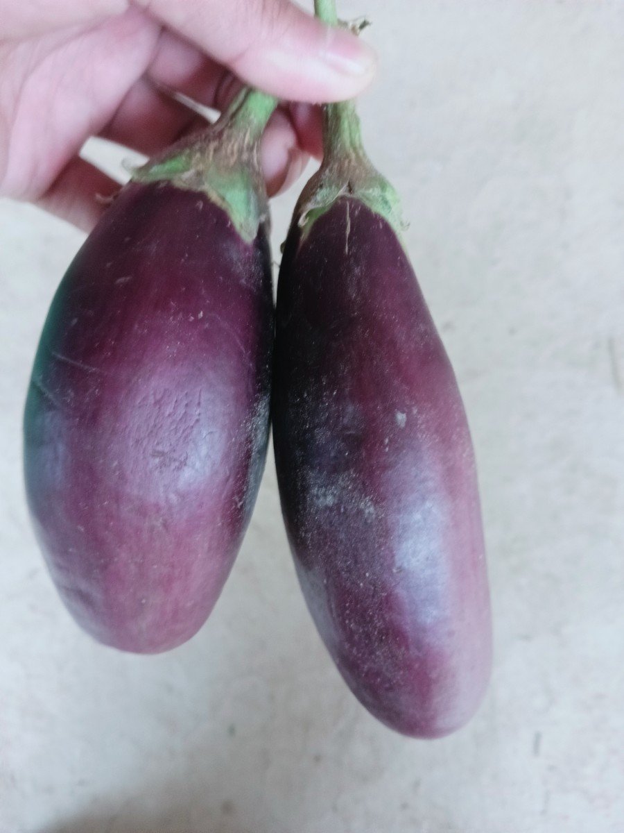 eggplant fruits in hand