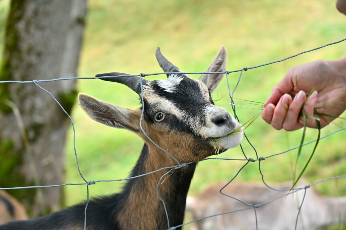 feeding goat grass