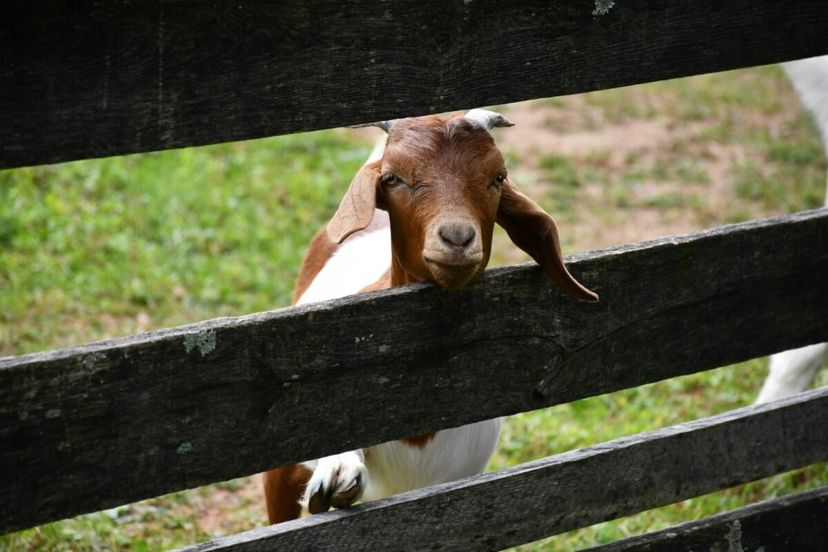 goats foraging outdoors