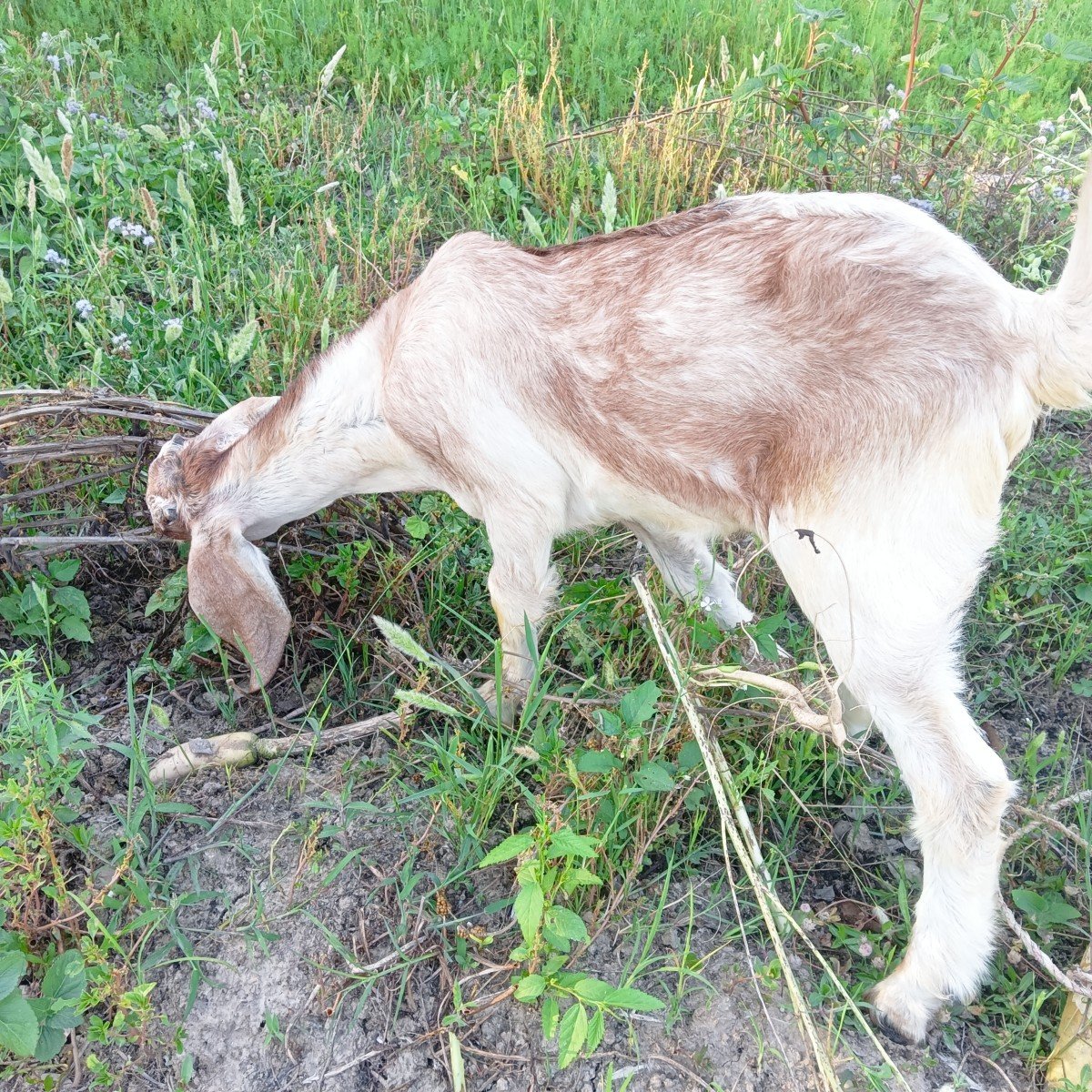 goat in the backyard garden