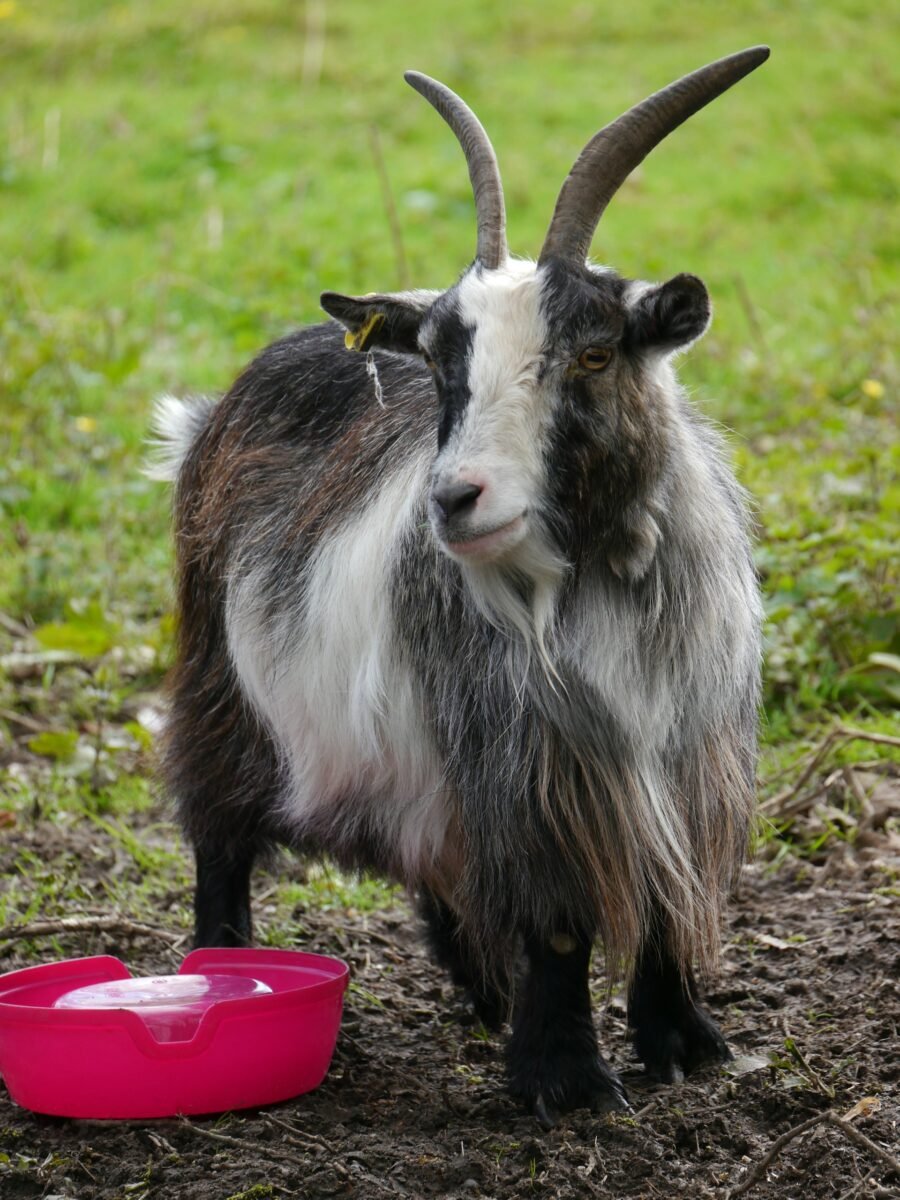 goat with water container nearby