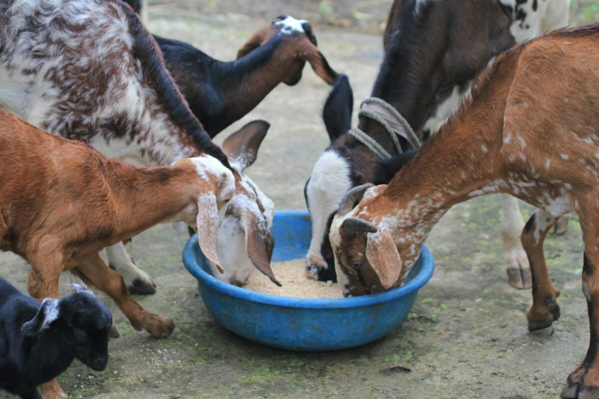 goats eating homemade feed
