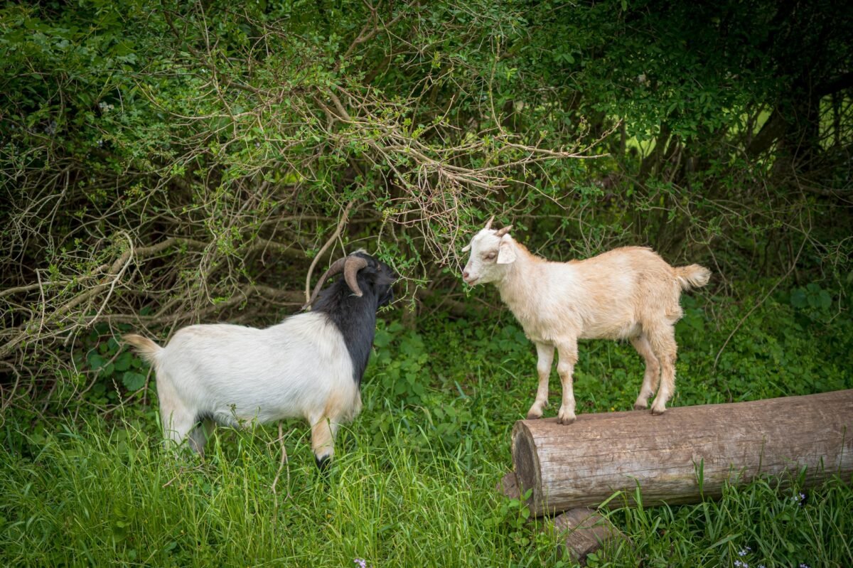 goats foraging in the bush area