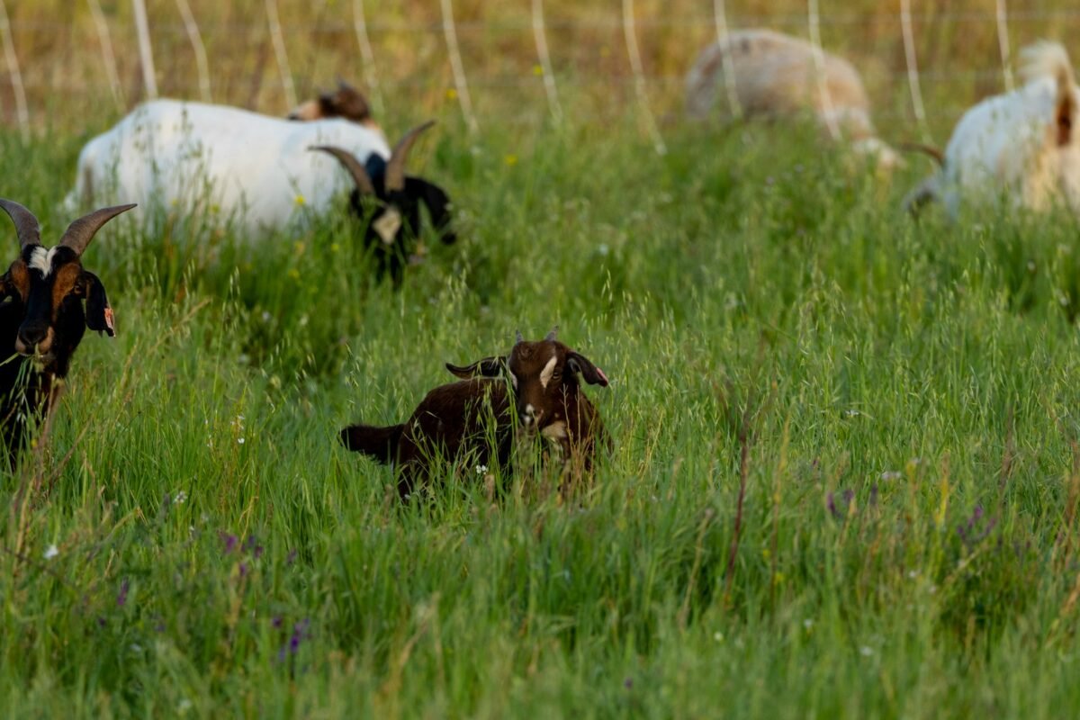 goats pasturing in the grassland