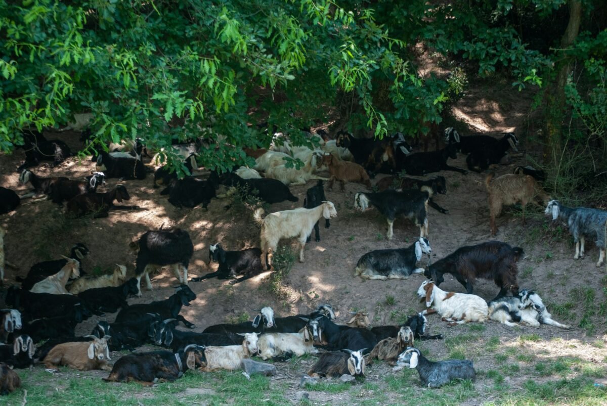 goats under trees' canopy