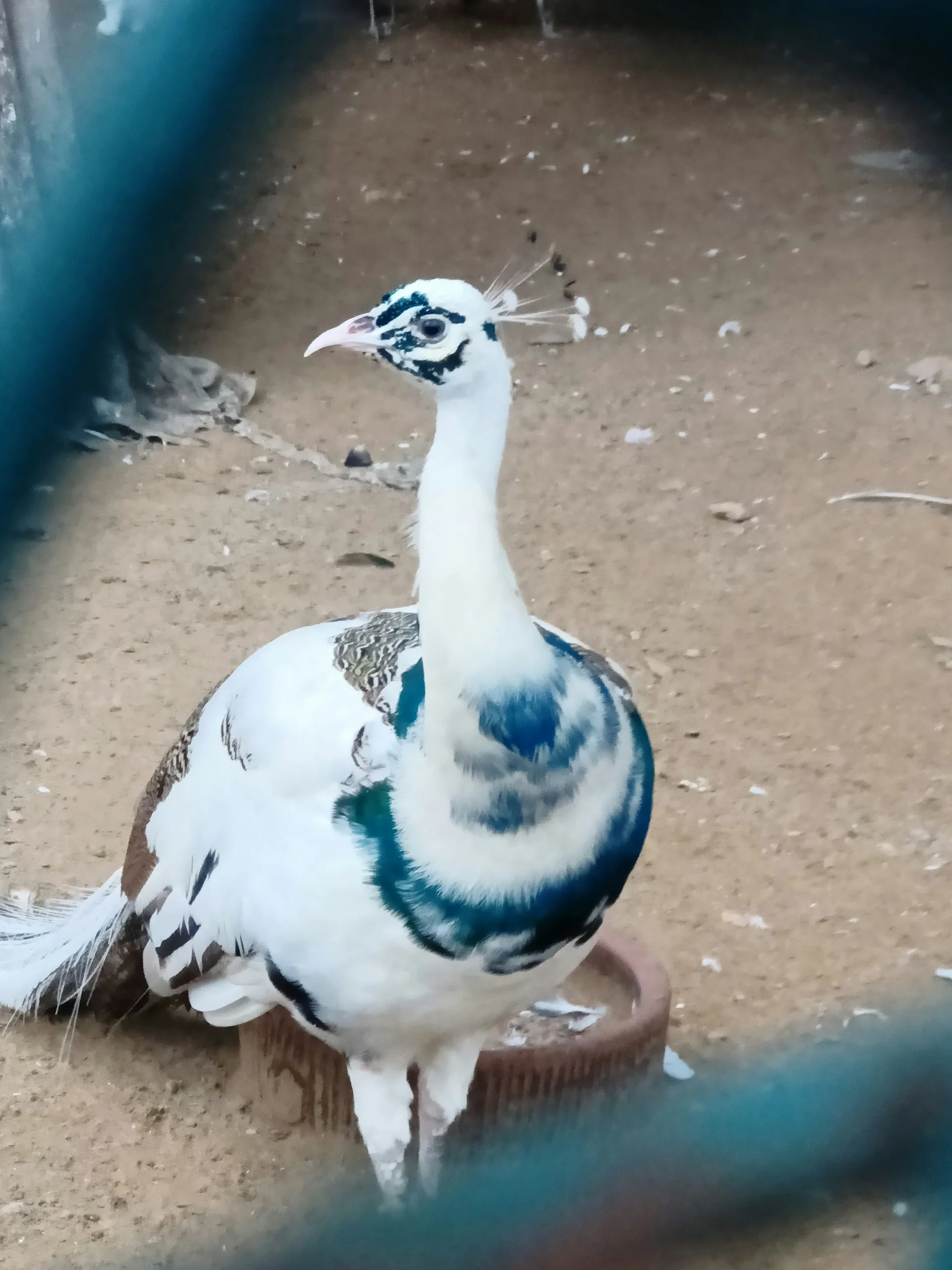pied peacock