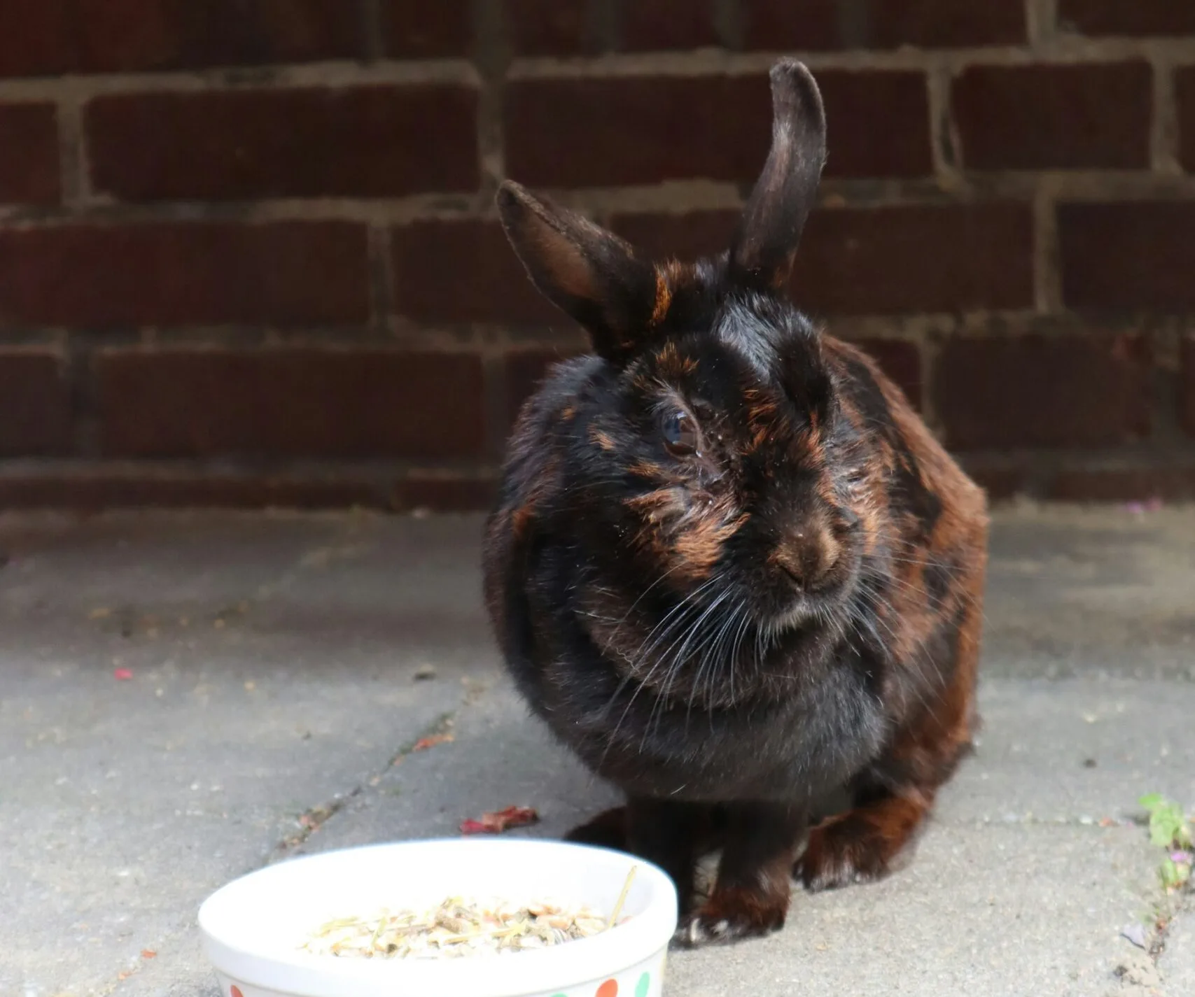 rabbit eating snack