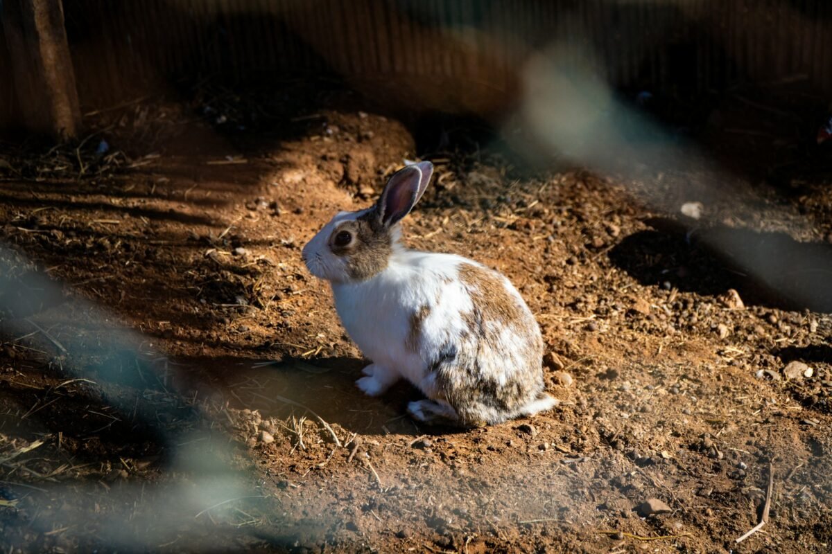 rabbit in the farmstead