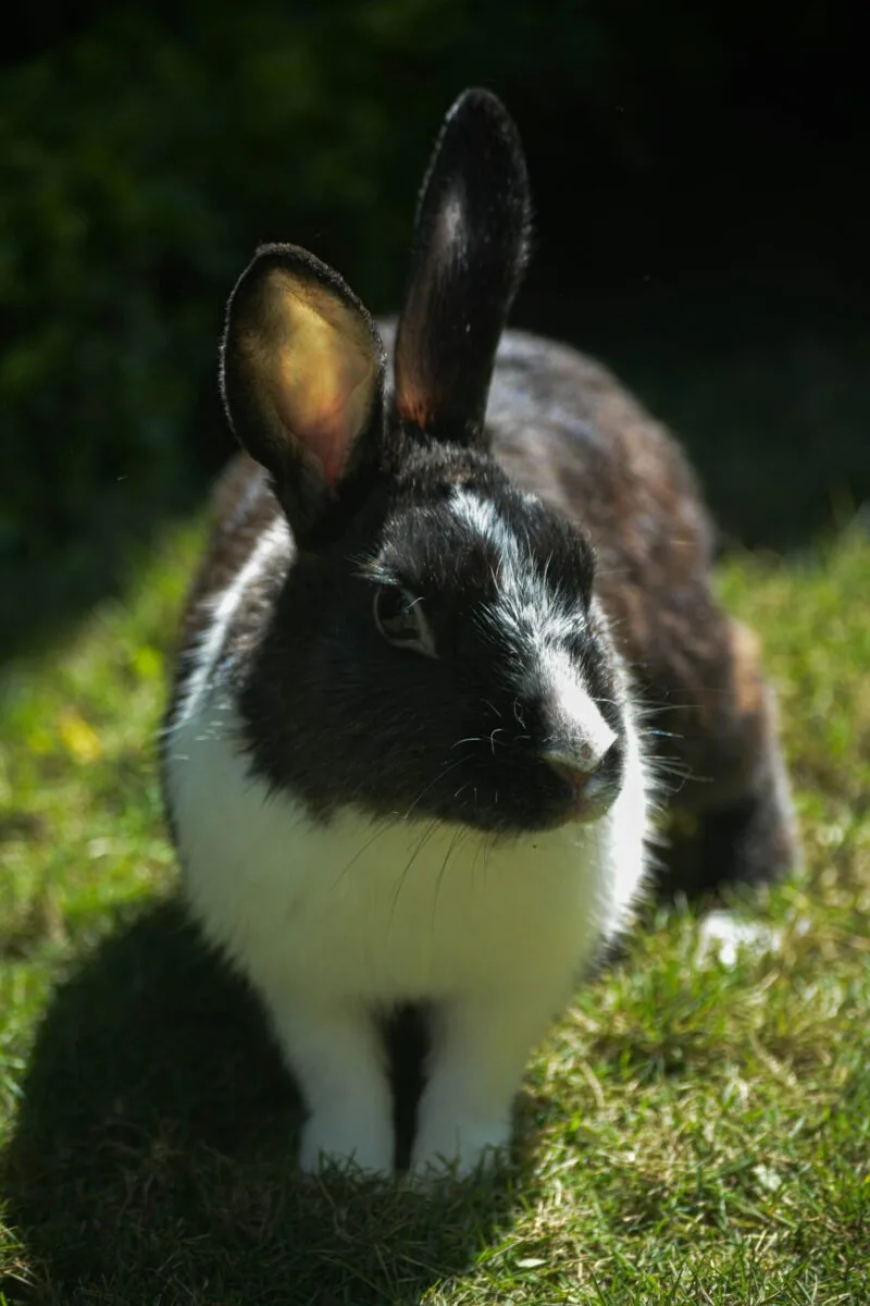 rabbit under the sun