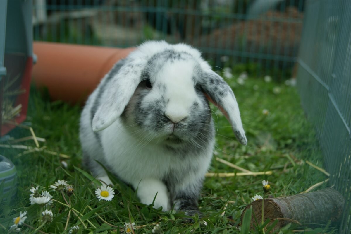 rabbits in enclosure to graze