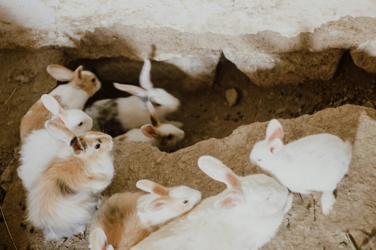 rabbits in the burrow
