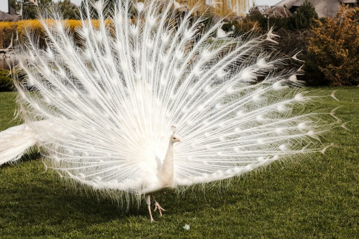 white peacock