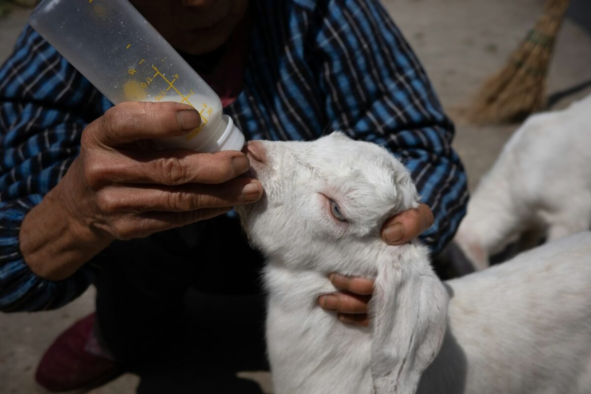 bottle feeding goat