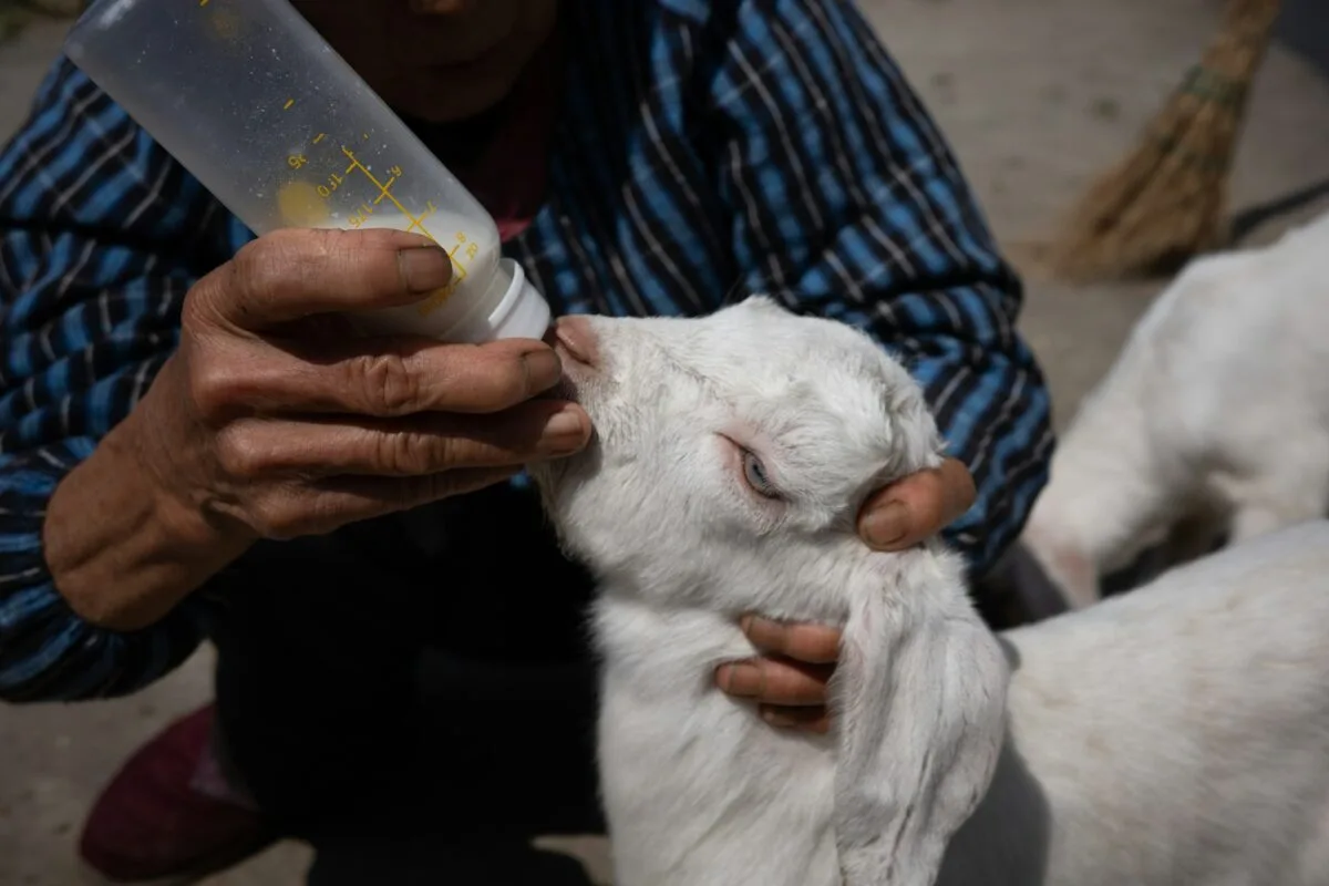 bottle feeding goat
