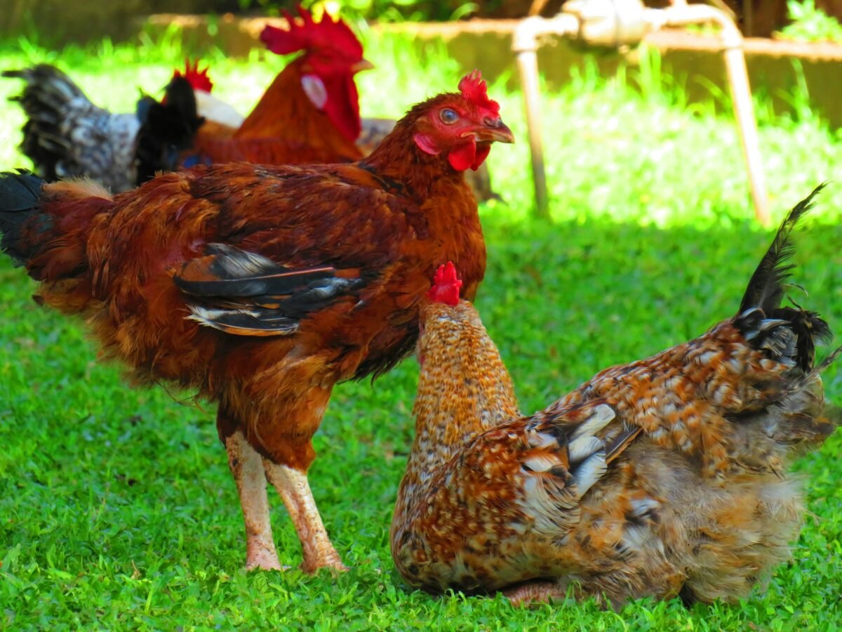 chicken flock in backyard
