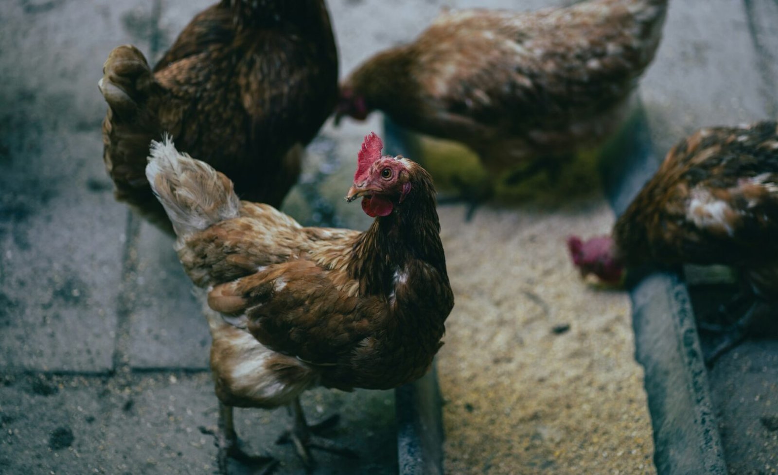 chickens eating feed