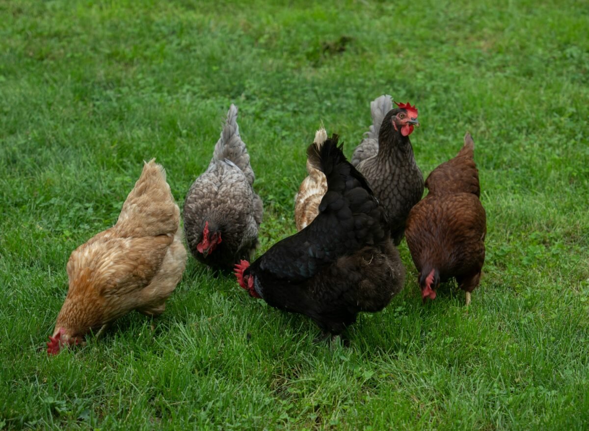 chickens in free range setting
