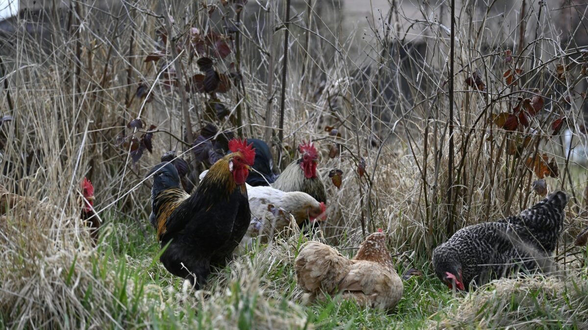 chickens pasturing in the shrub area