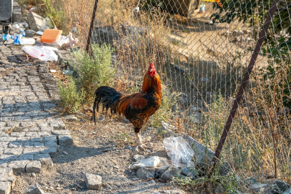 cockerel at homestead