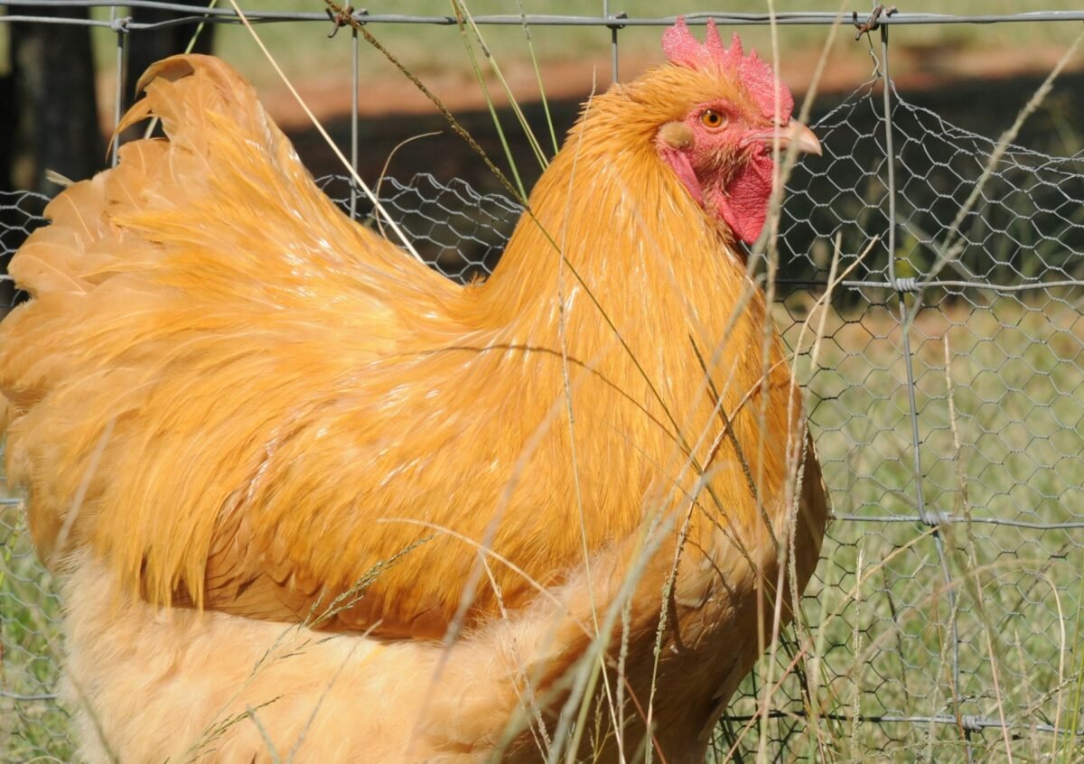 fat rooster