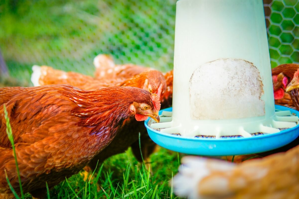 feeding chickens in the pen