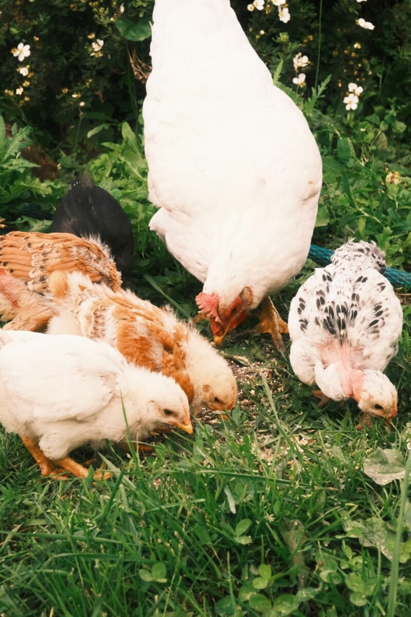 free range chickens picking grains from the ground