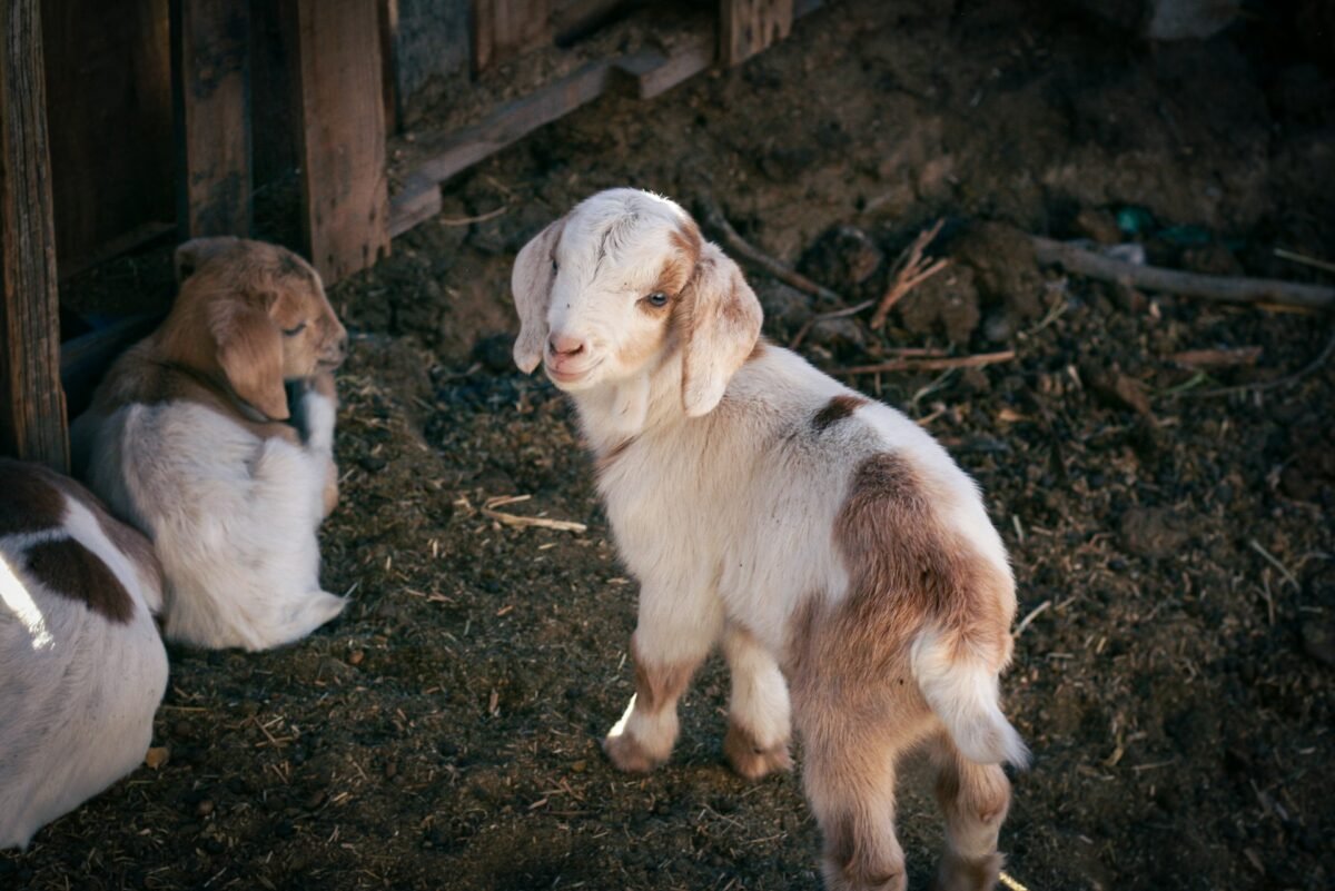 kid goats in the farm