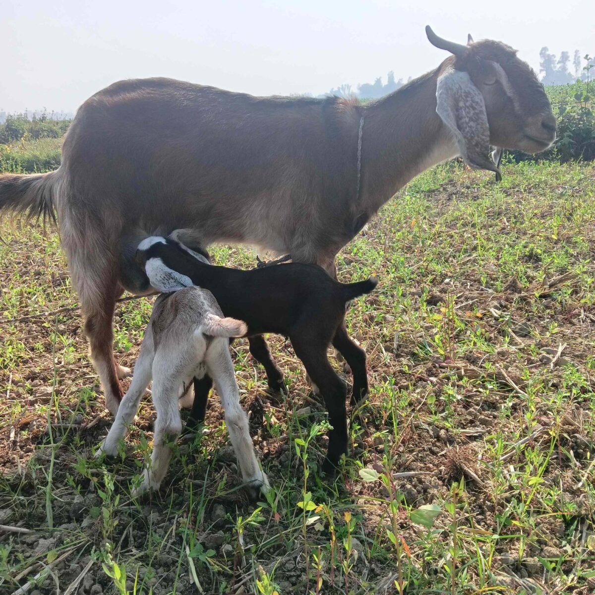 kid goats nursing