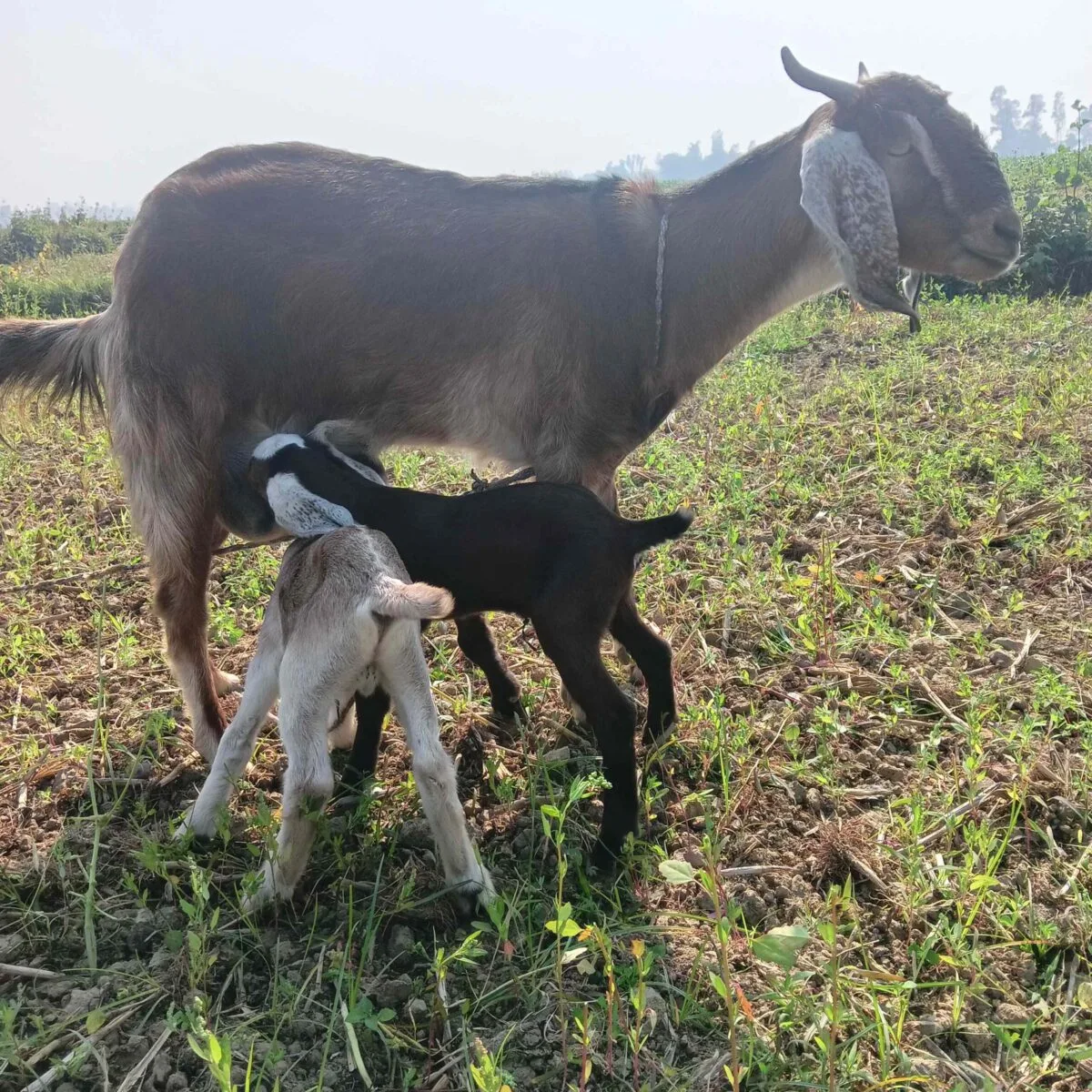 kid goats nursing
