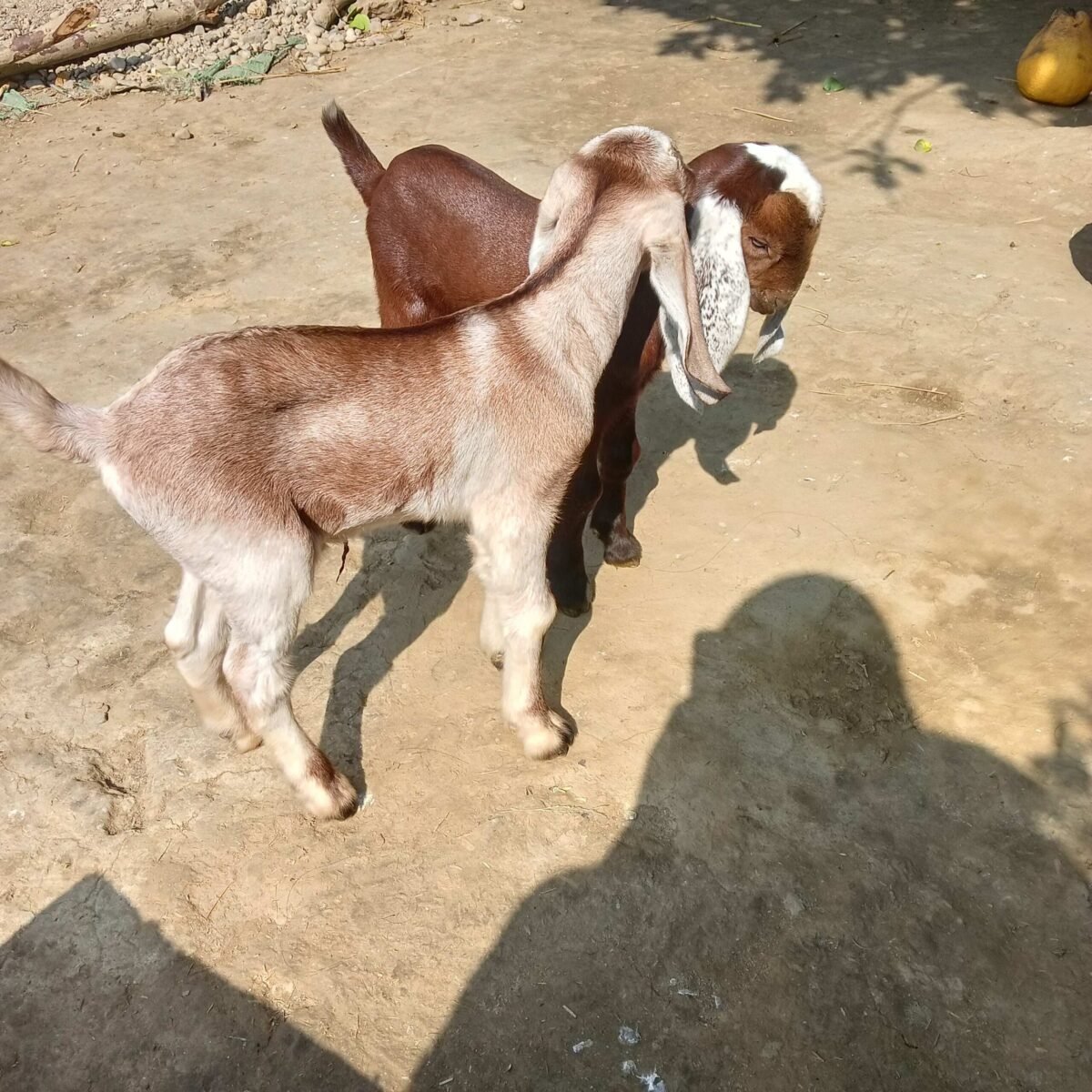 kids from the older goat
