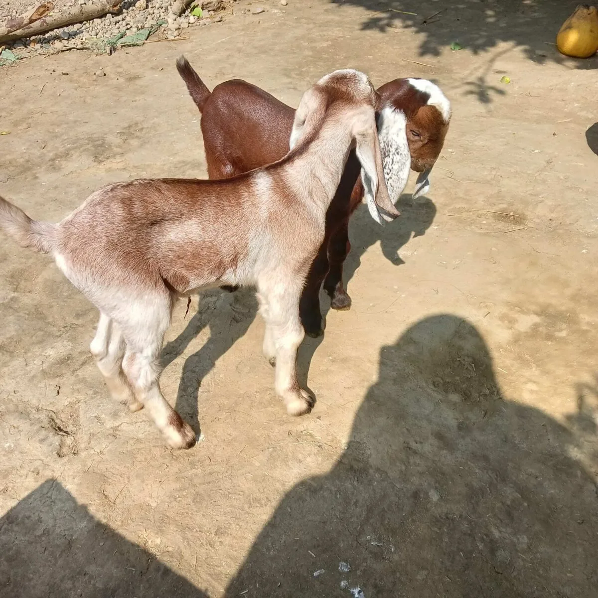 kids from the older goat