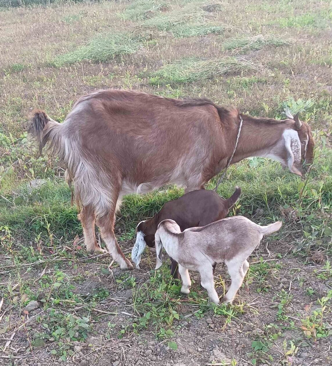 mom goat with her kids on the field