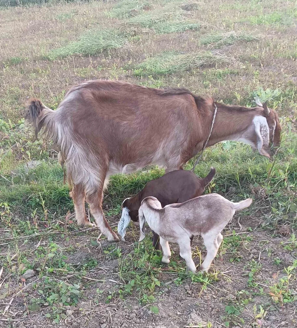 mom goat with her kids on the field