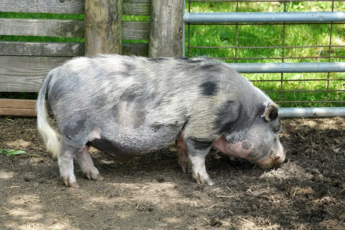 pig in the pen under the shade