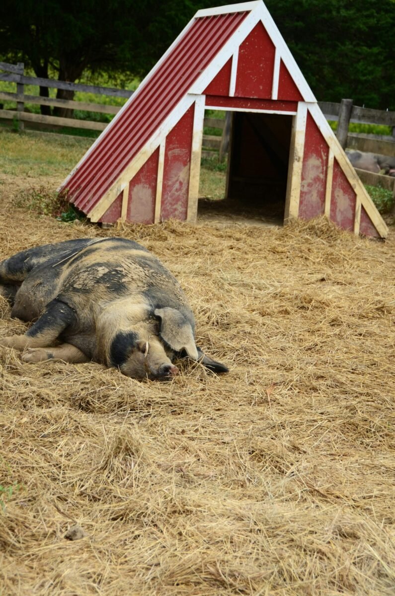 pig near shelter