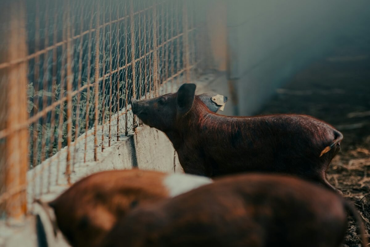 pigs in pen