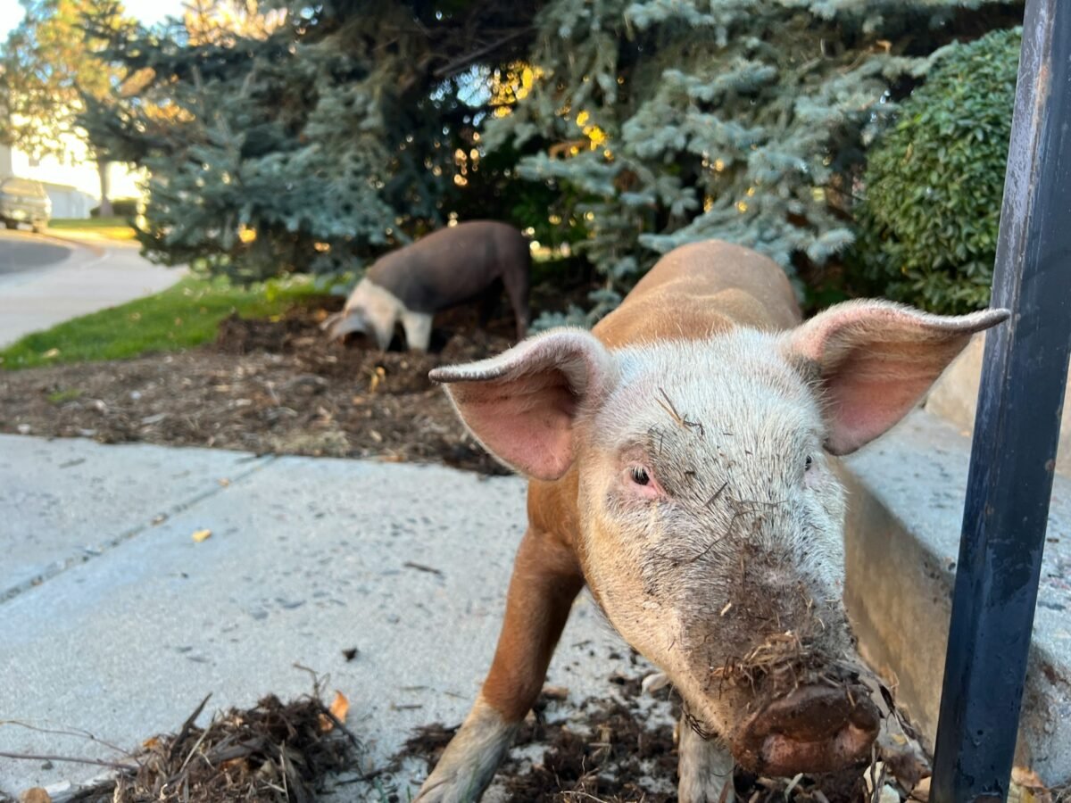 pigs in the front yard
