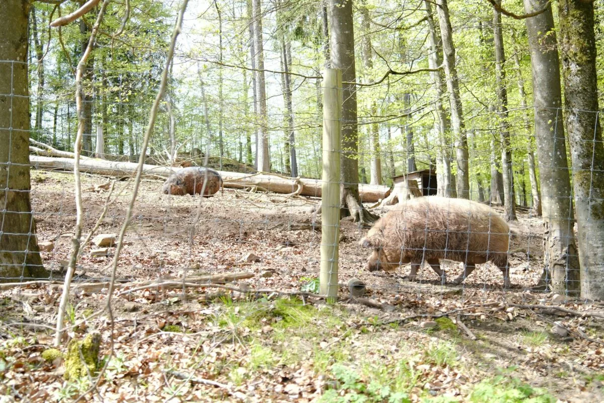 pigs in the wood area
