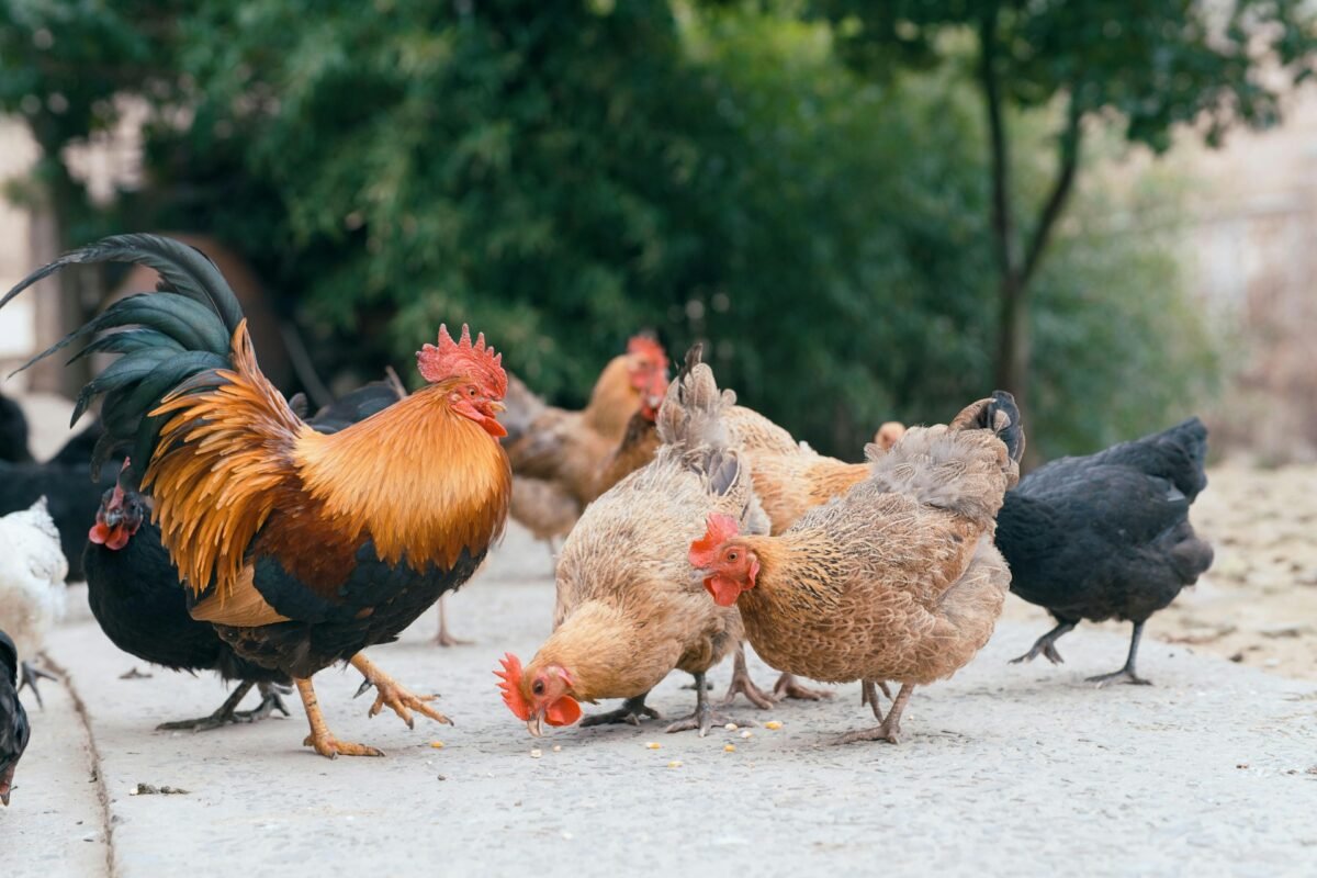 rooster in the flock of hen